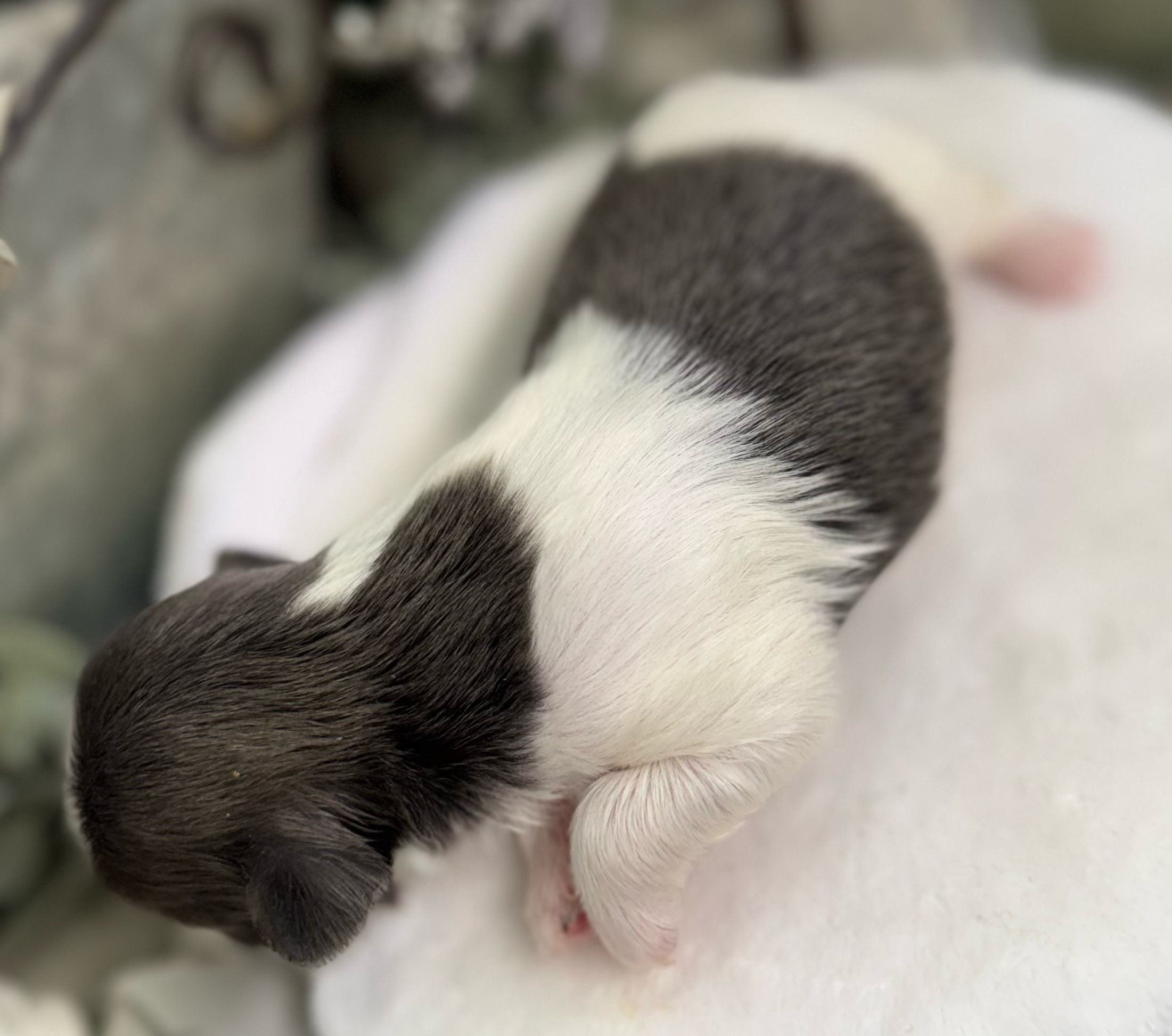 A series of close-up photos showing a black and white hamster grooming and cleaning itself in different poses.