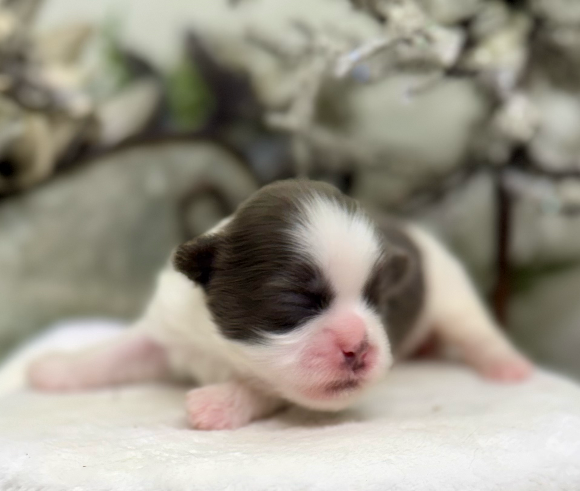 A tiny newborn black and white kitten with pink nose resting on a soft white surface with blurred background.
