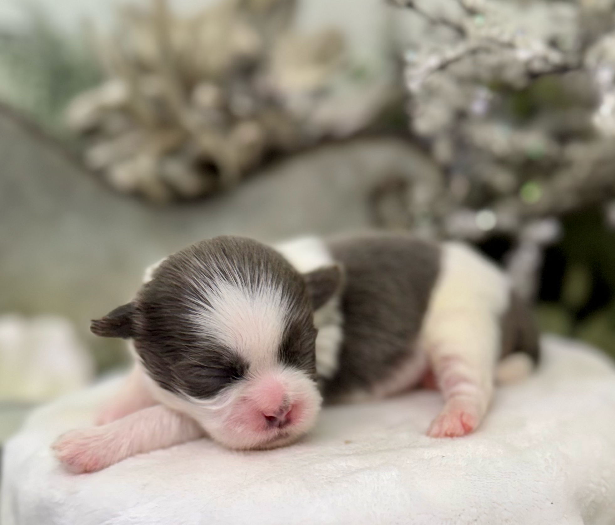 A tiny newborn black and white kitten sleeping on a white surface with soft focus background.