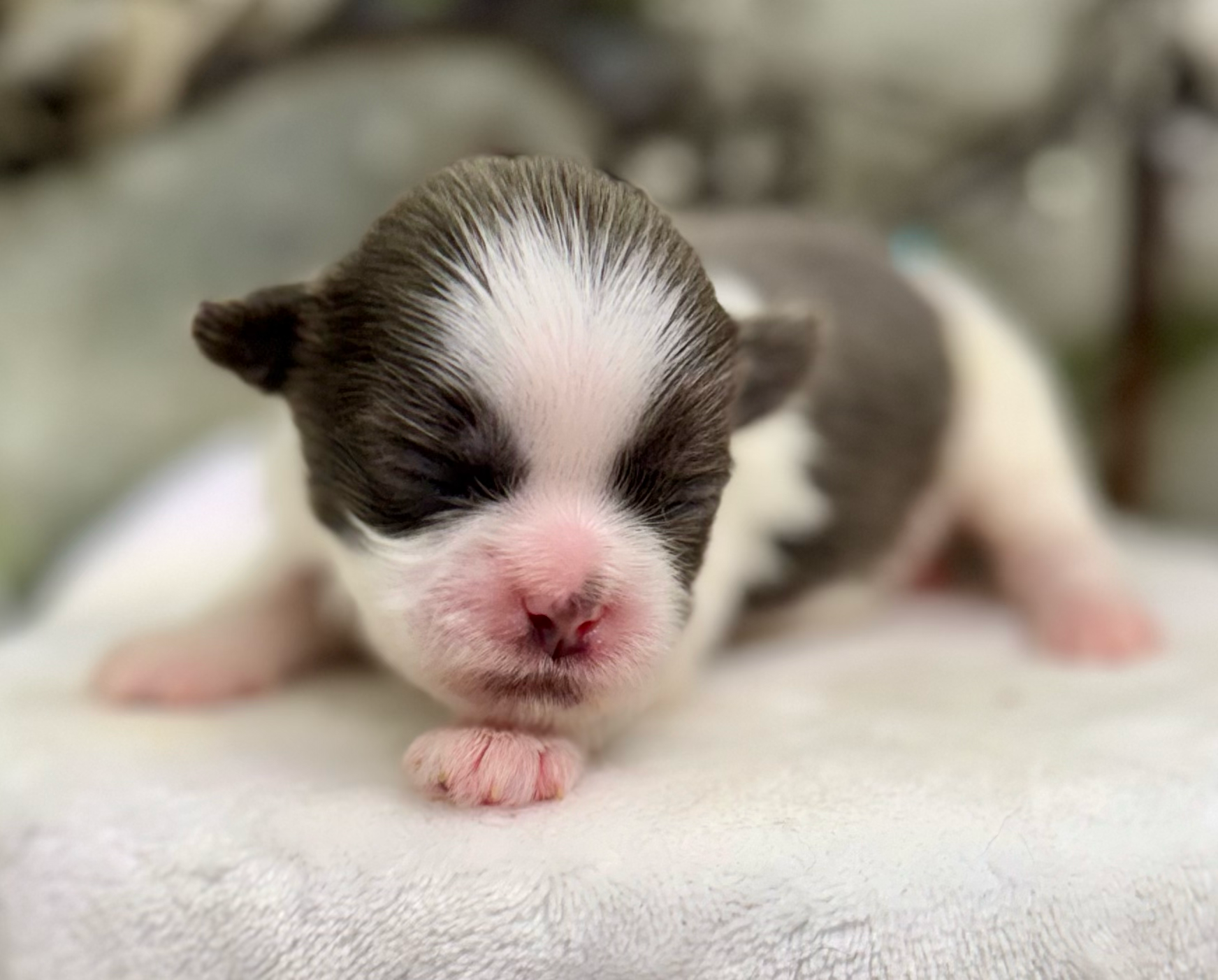 A series of close-up photos showing a tiny newborn kitten's pink nose and facial features against a white background.