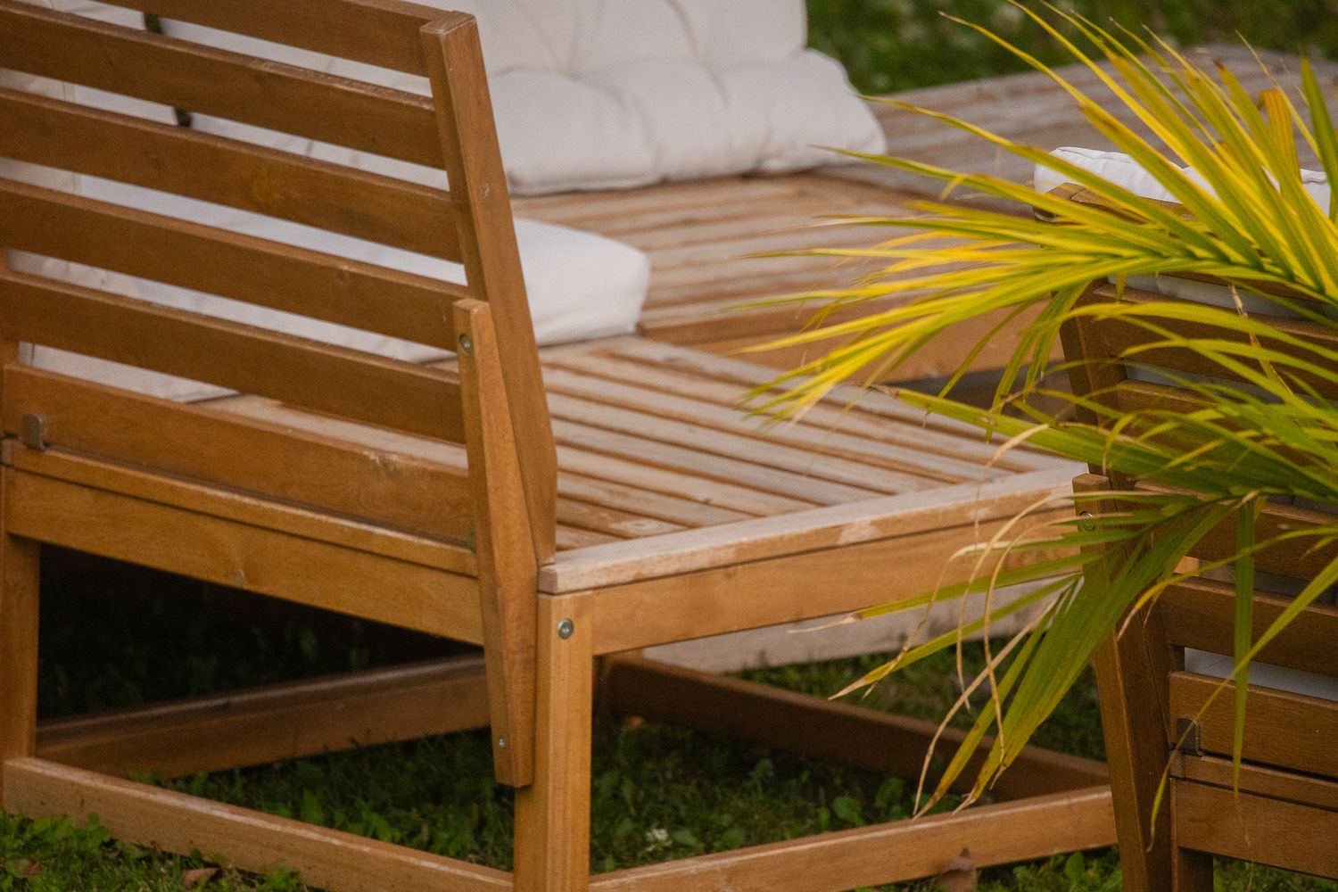 Teak outdoor wooden bench with white cushion beside tropical palm plant on green grass patio.