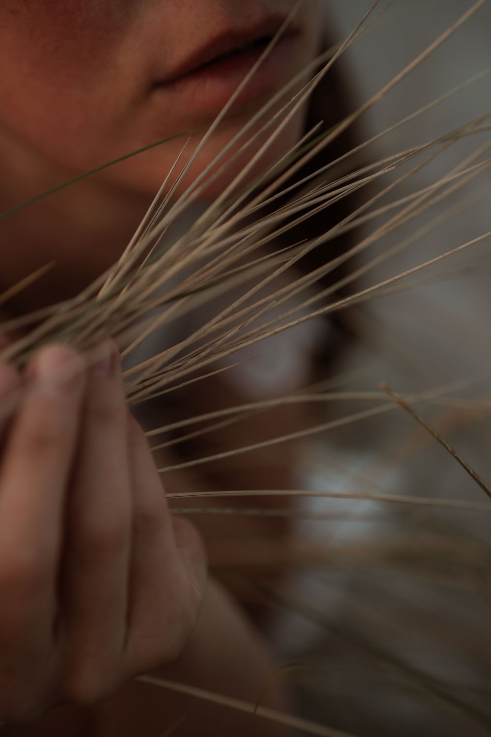 Artistic macro shot of dried wheat stalks against soft focused background.