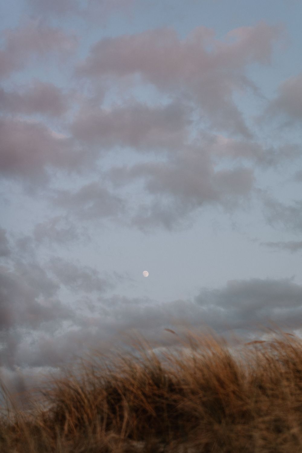 Dreamy dusk scene with moon peeking through rosy clouds above windswept grass.