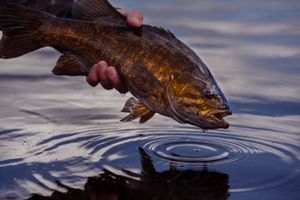 Close-up of brown bass fish being released back into rippling water at sunset.