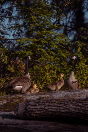 Family of geese with goslings resting on fallen log near evergreen trees.