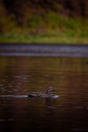 Wild duck swimming alone in dark calm waters at dusk.