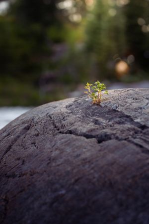 Small green plant growing from crack in large grey rock.