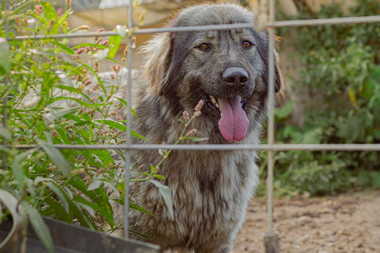 A large gray fluffy dog with its tongue out standing behind a metal fence surrounded by greenery.