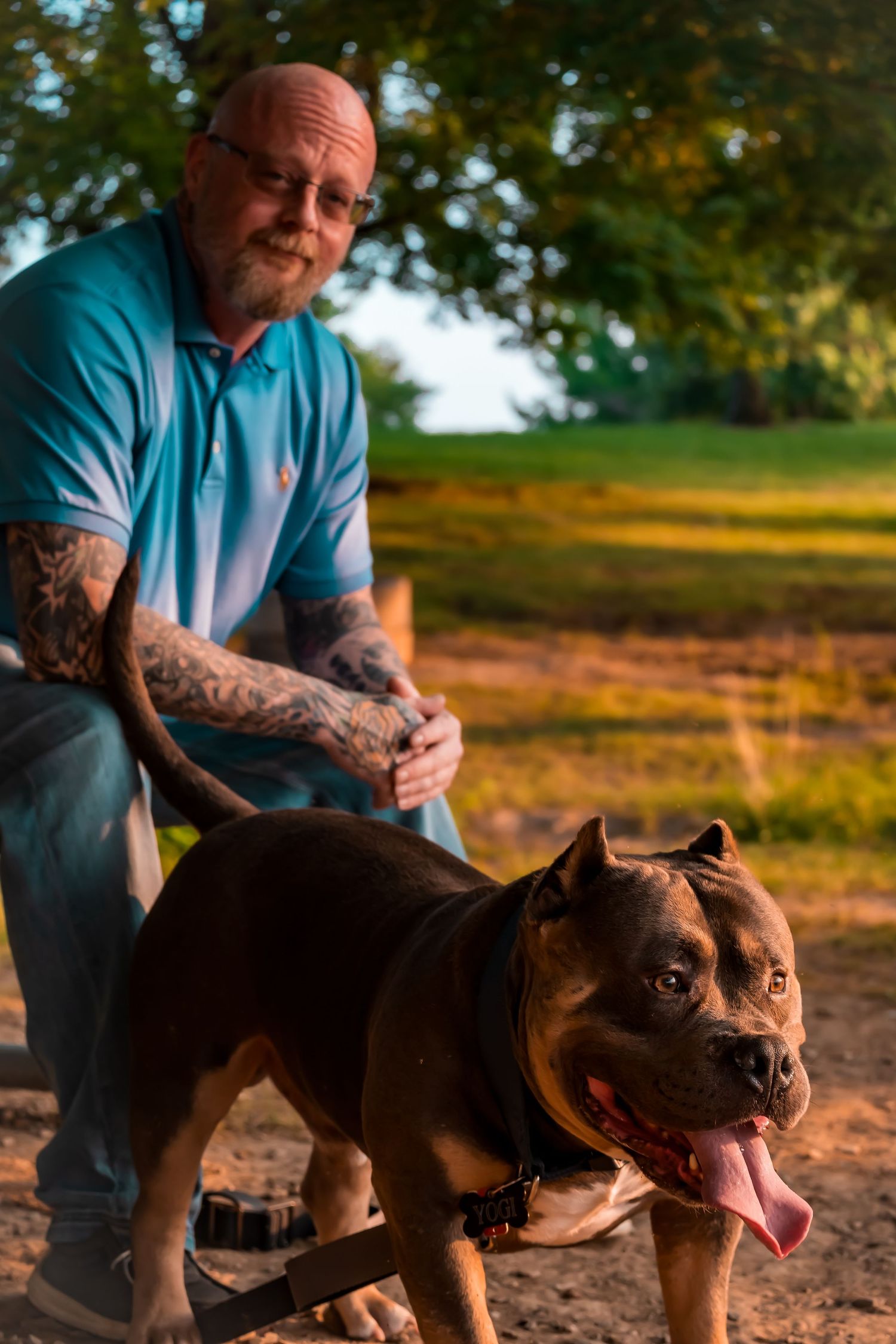 A muscular brown pit bull dog wearing a red collar stands on a dirt path at sunset with someone in a blue shirt.