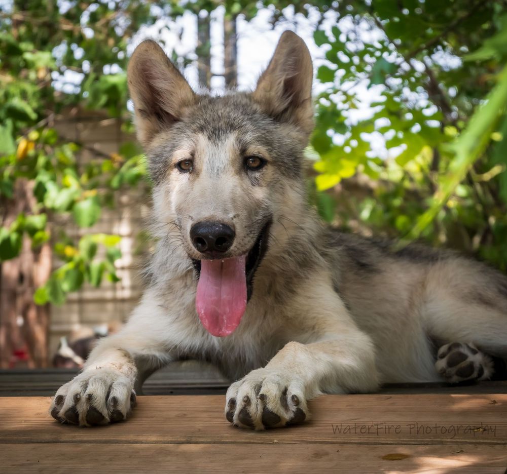 Gray wolf with tongue out rests on wooden deck with paws crossed while looking at camera in outdoor setting.