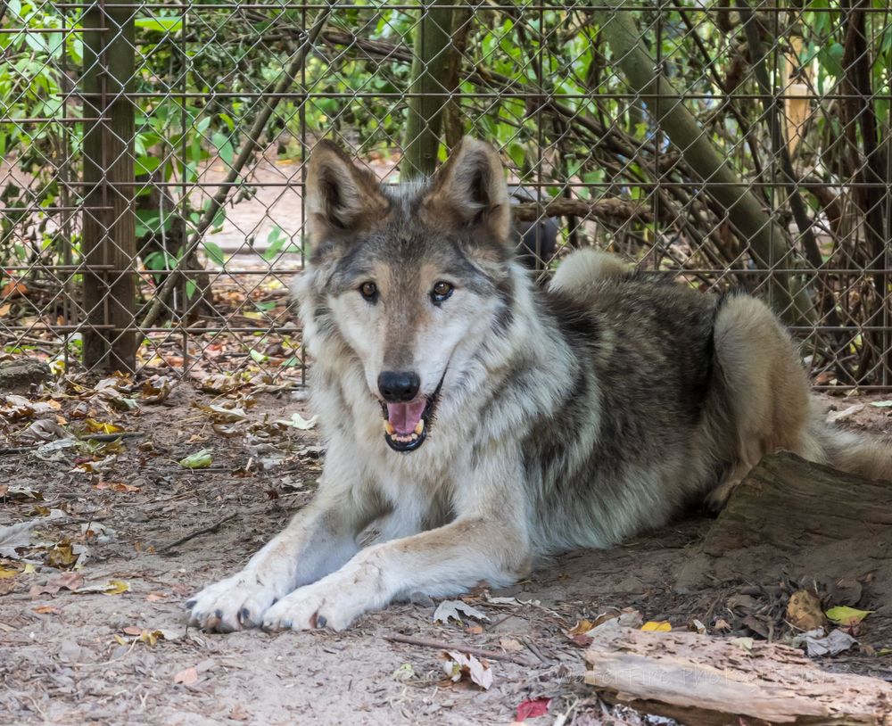 A timber wolf with gray fur rests on the ground in a natural enclosure setting.