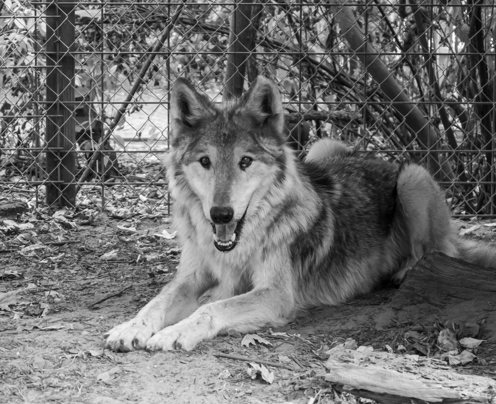 Series of black and white photographs showing a grey wolf resting on the ground in various poses.