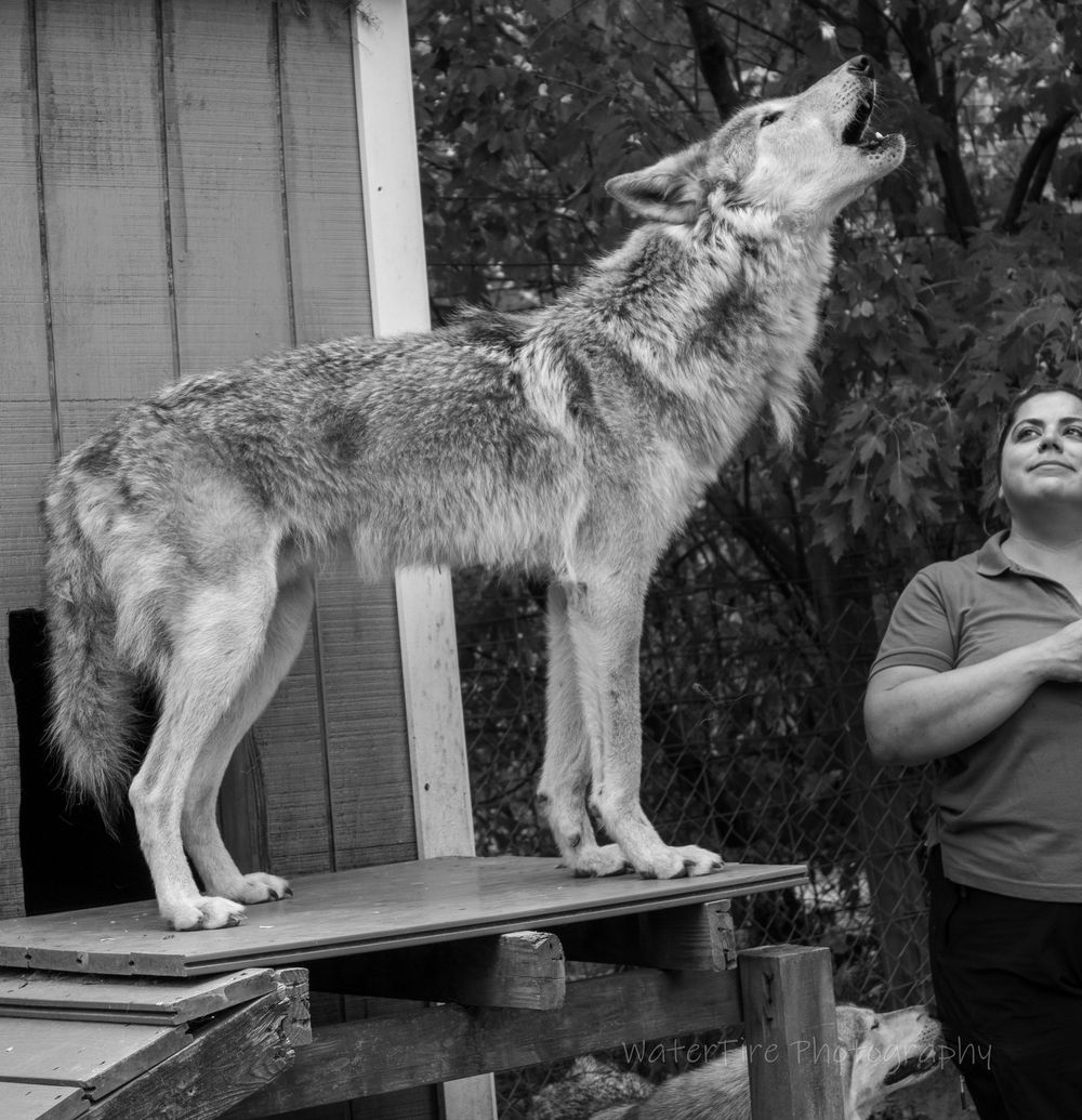 Multiple shots of a grey wolf sitting on a wooden deck or platform in an outdoor setting.