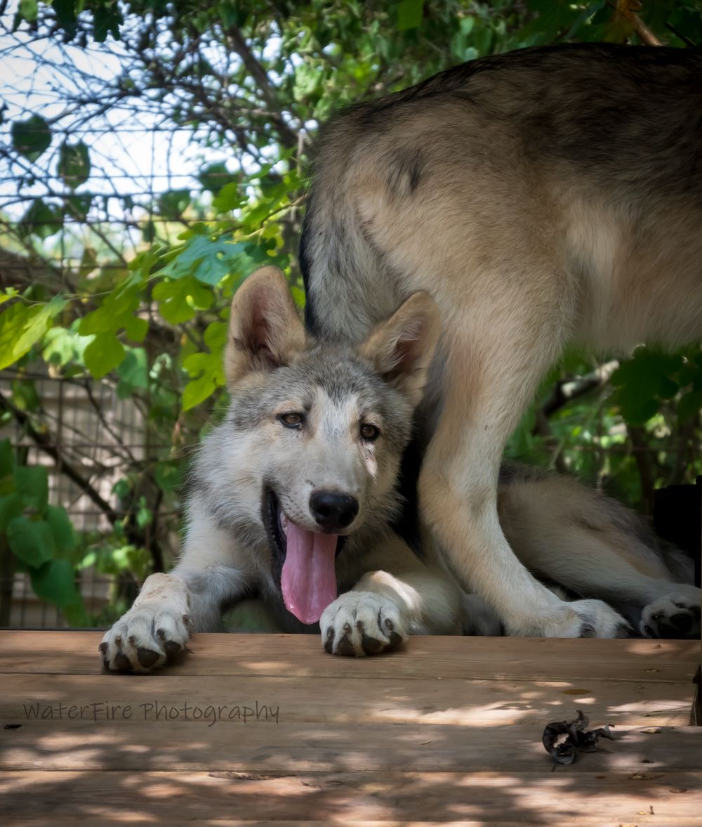 A gray wolf stretches in a playful pose under green foliage with its tongue out.