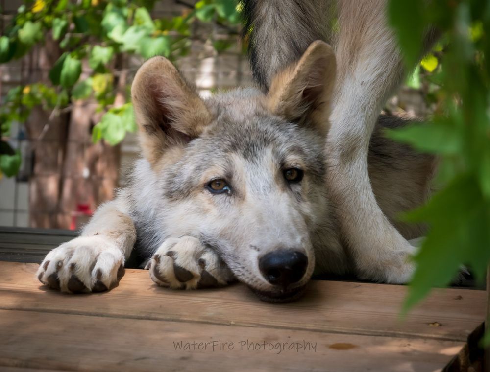 A close-up portrait of a gray wolf resting its head on a wooden surface while gazing at the camera through green foliage.
