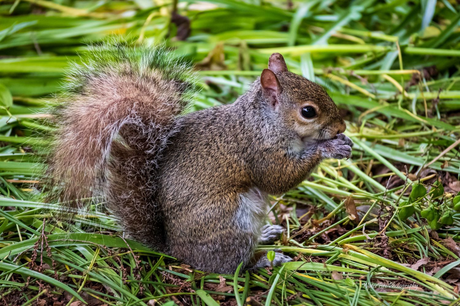 A squirrel forages for food among tall grass and fallen leaves in a garden setting.