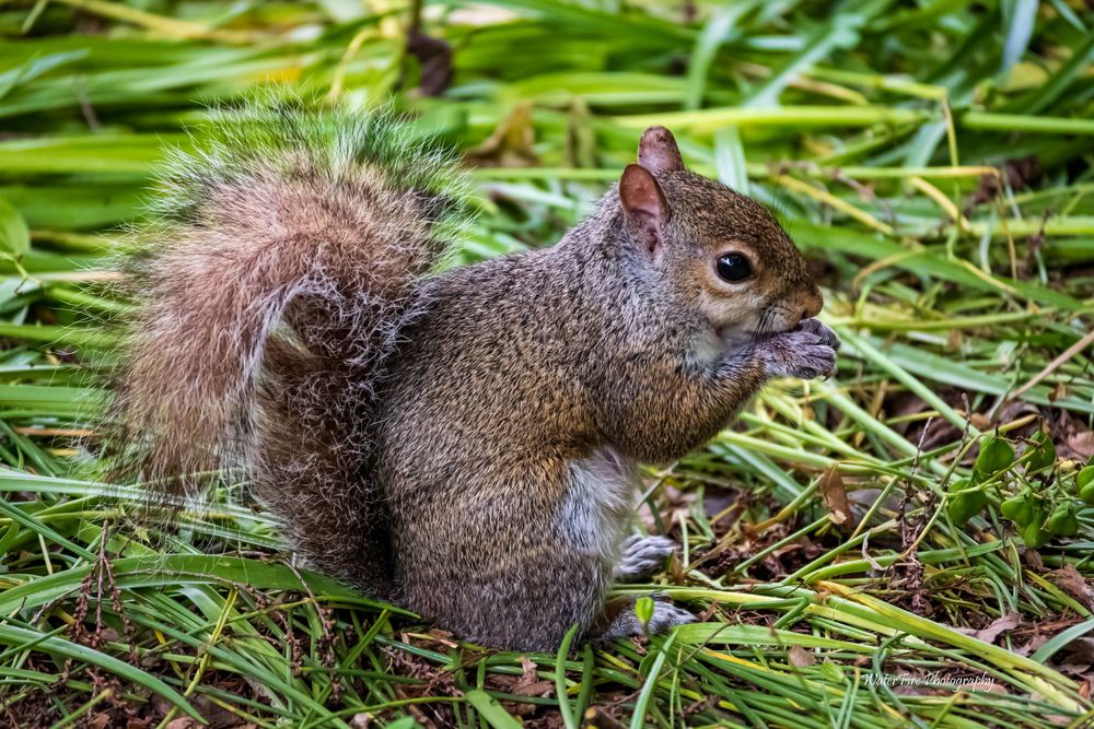 A squirrel forages for food among tall grass and fallen leaves in a garden setting.