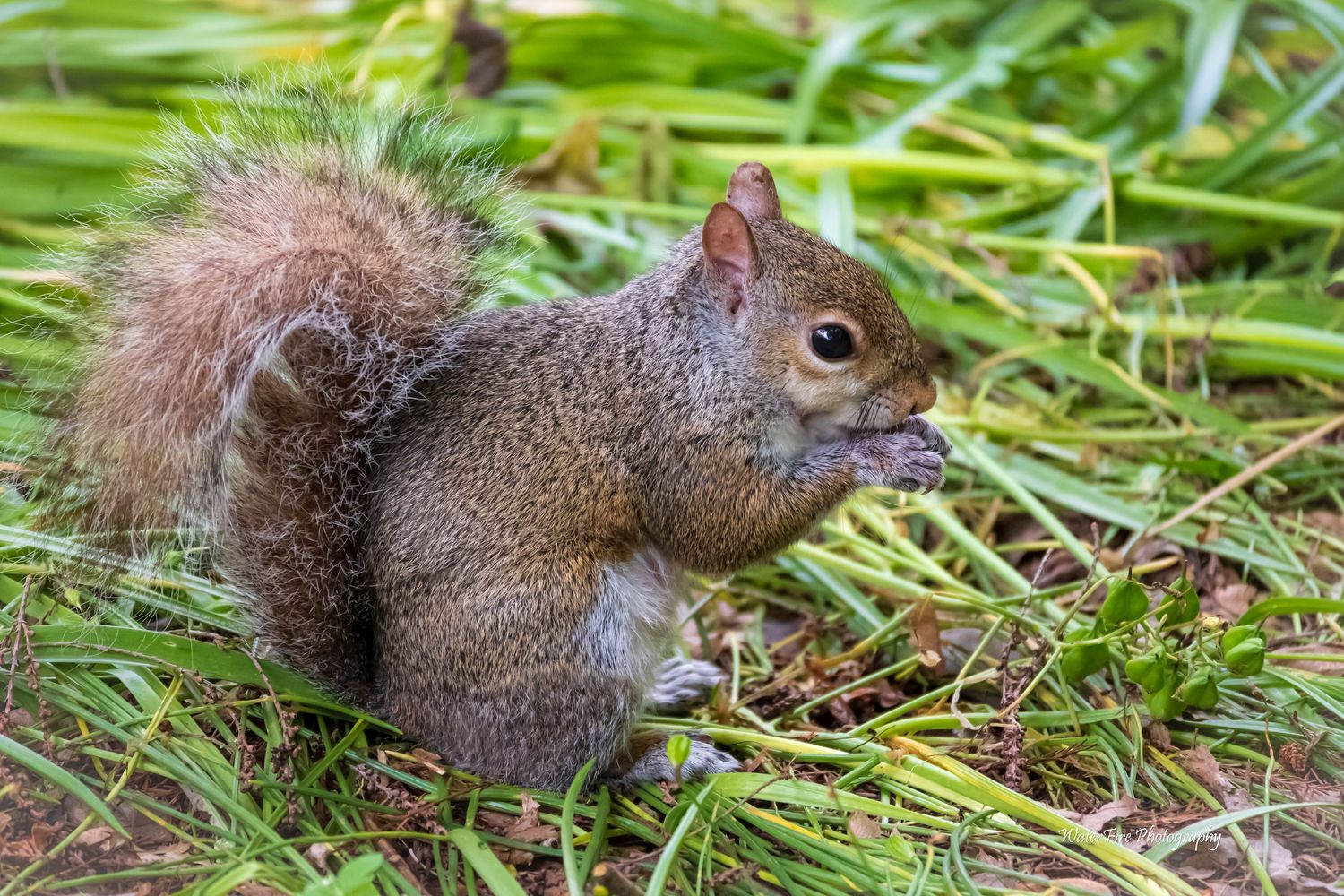 A gray squirrel sits in green grass while holding food in its paws.