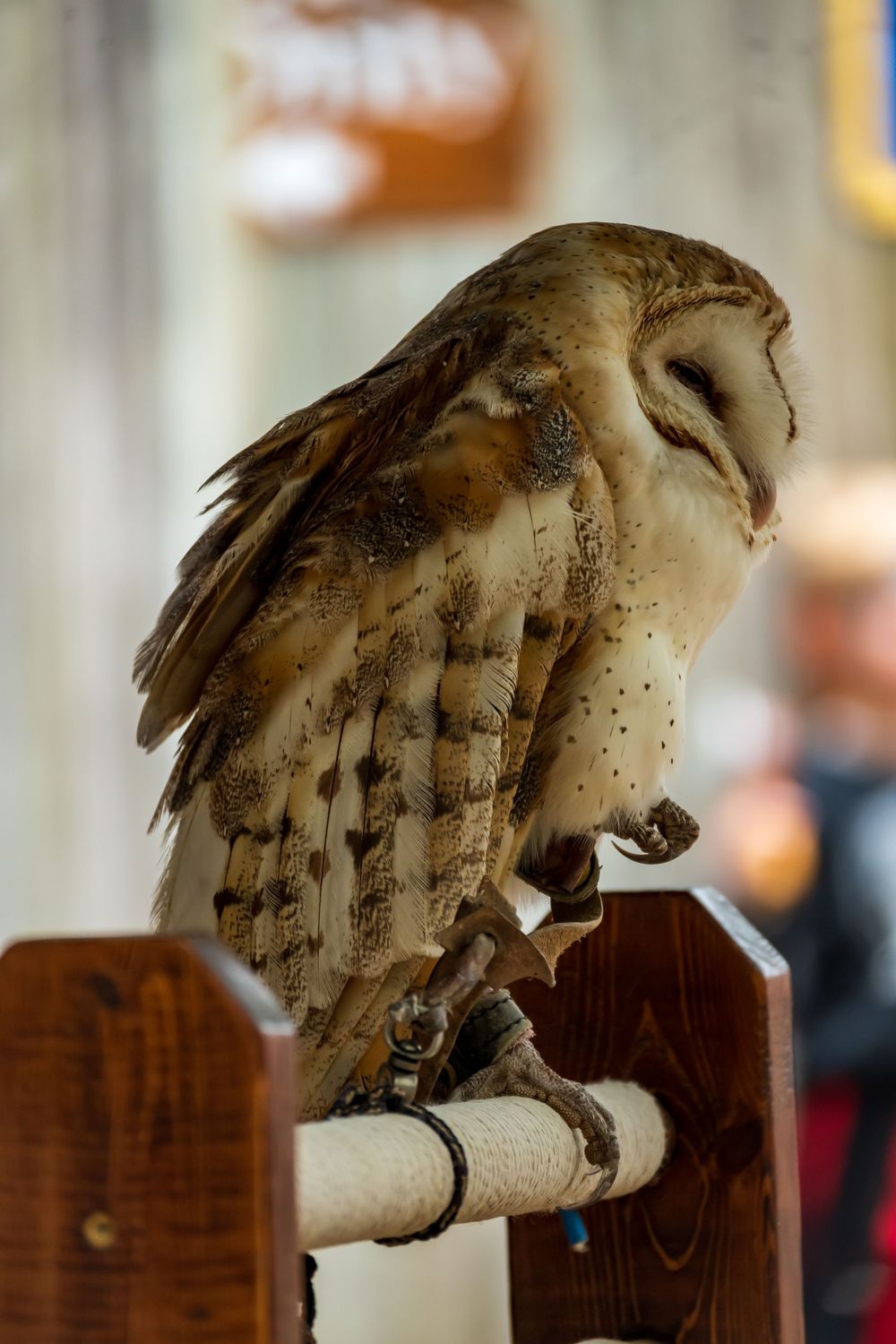 A spotted owl perches on a wooden chair back in soft lighting, showcasing its distinctive mottled feather pattern.