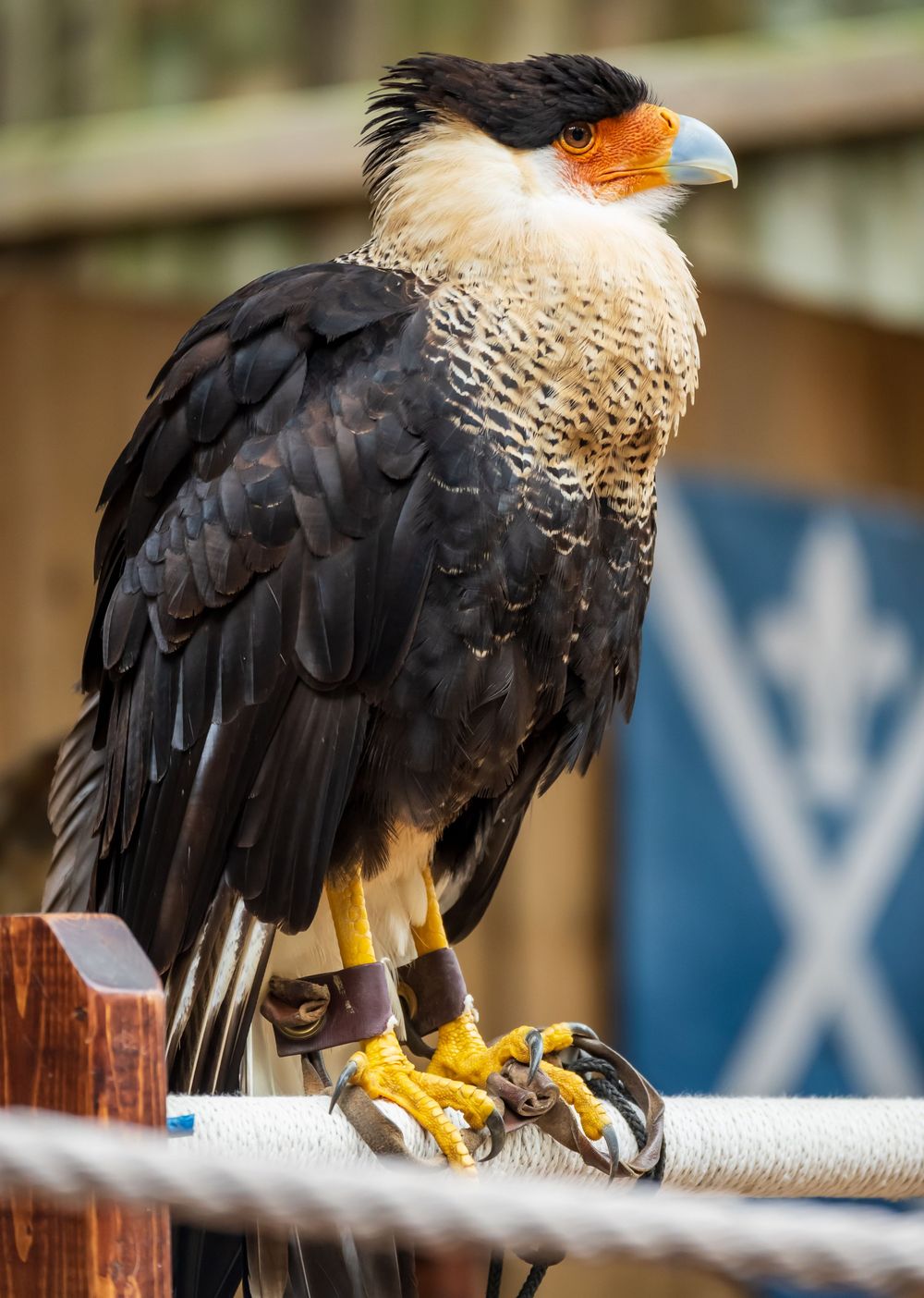 A Crested Caracara bird perched on a white rail shows its distinctive black plumage and orange facial features in close-up.