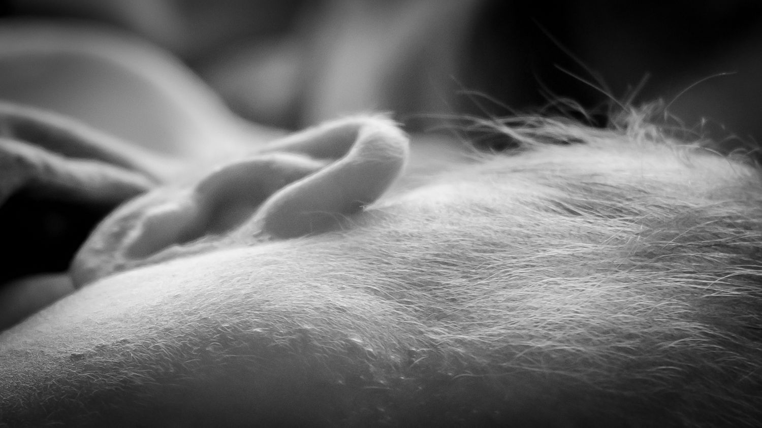 Extreme close-up black and white macro photo of soft animal fur texture with delicate fine hairs.