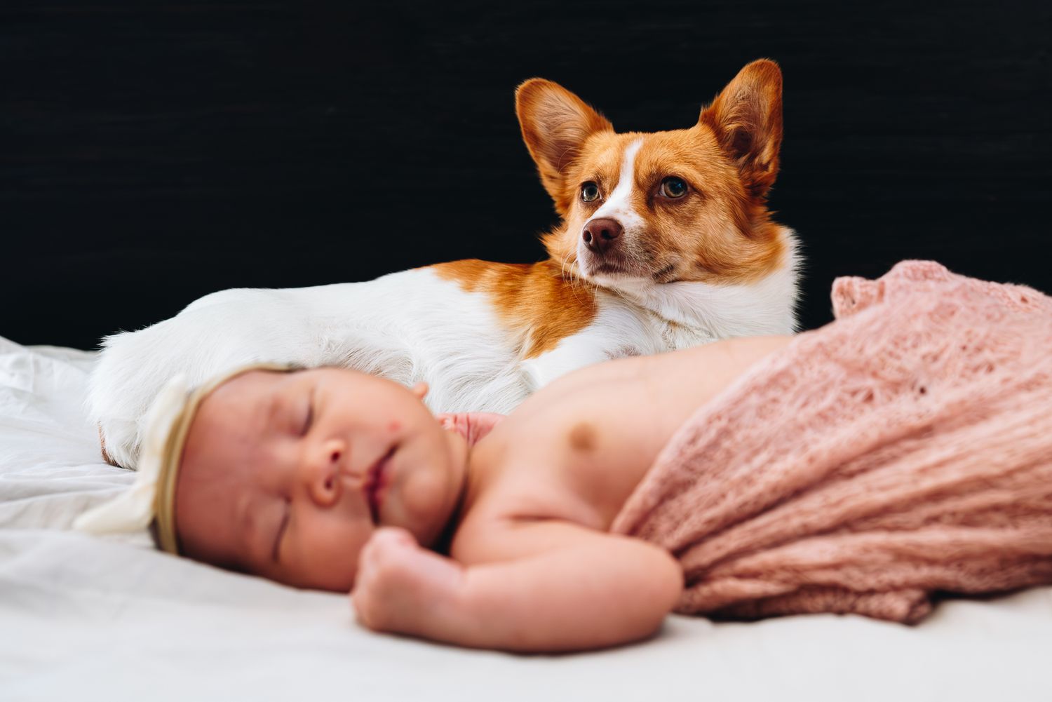 A Corgi dog watches protectively over a sleeping baby swaddled in a pink blanket taken during an in home newborn photo session in Melbourne.