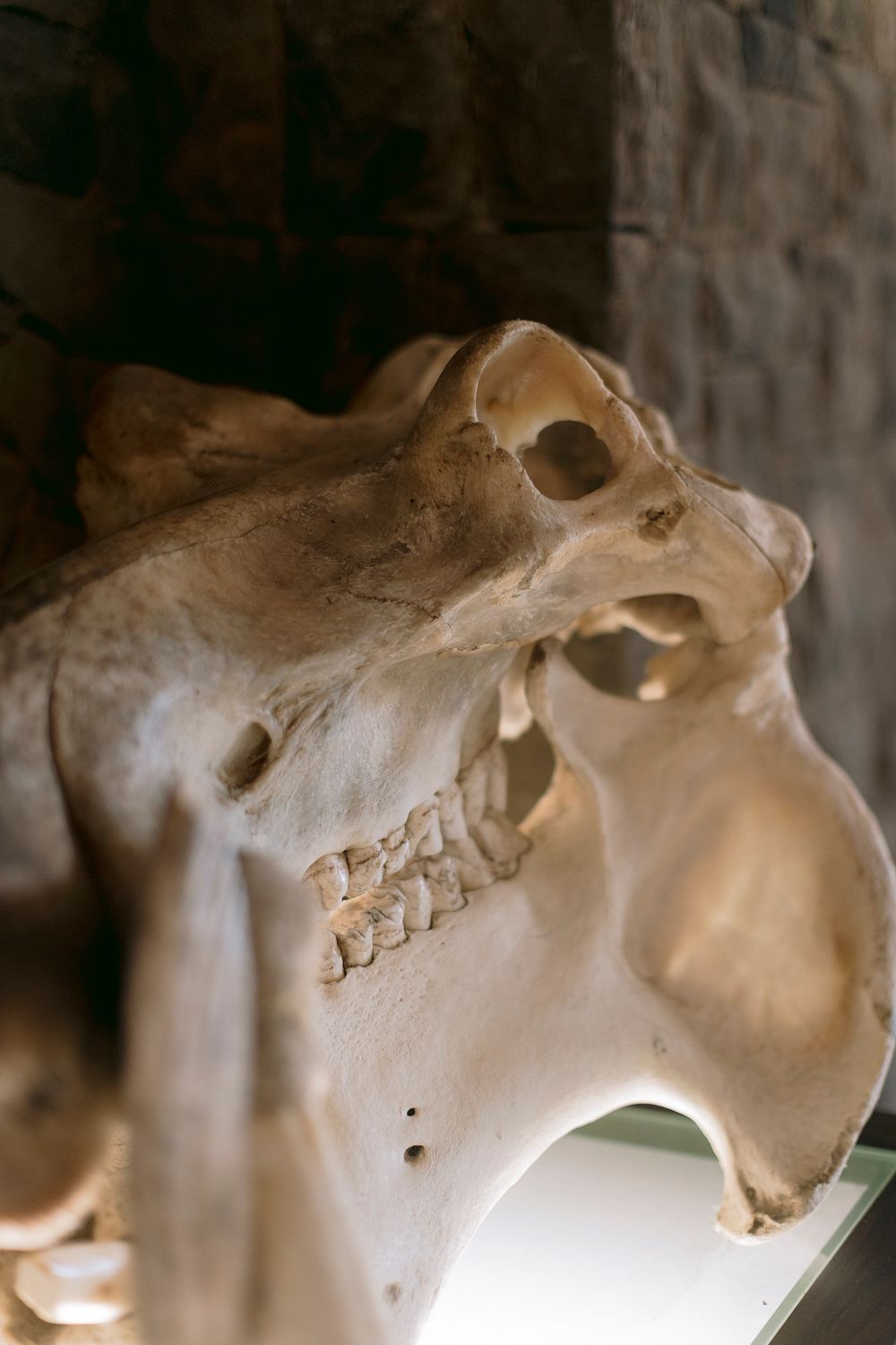 Close-up of a large animal skull displayed on a shelf against a stone wall in a safari lodge.
