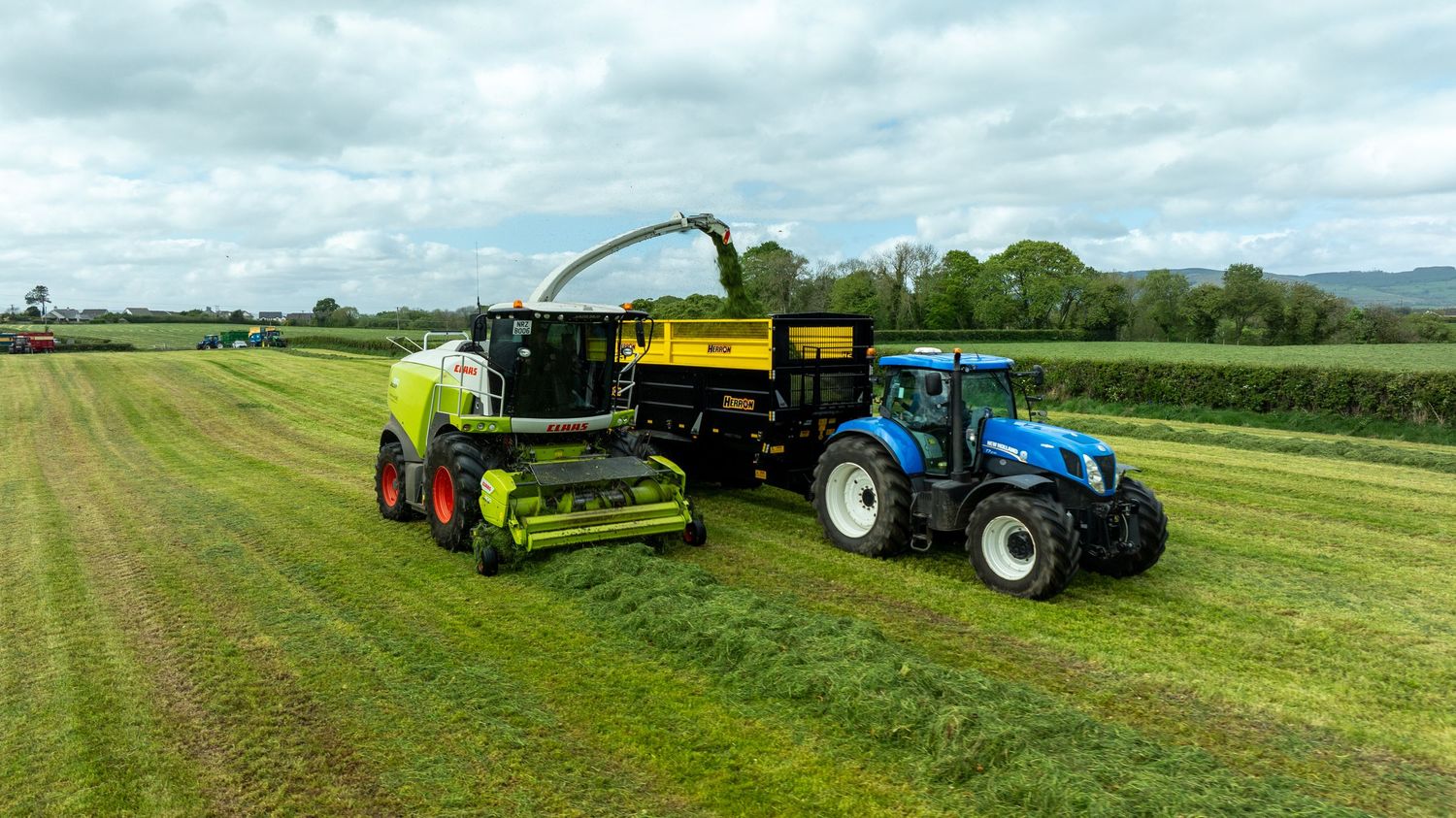 Modern blue tractor and forage harvester working together to harvest grass in rows on a green agricultural field.