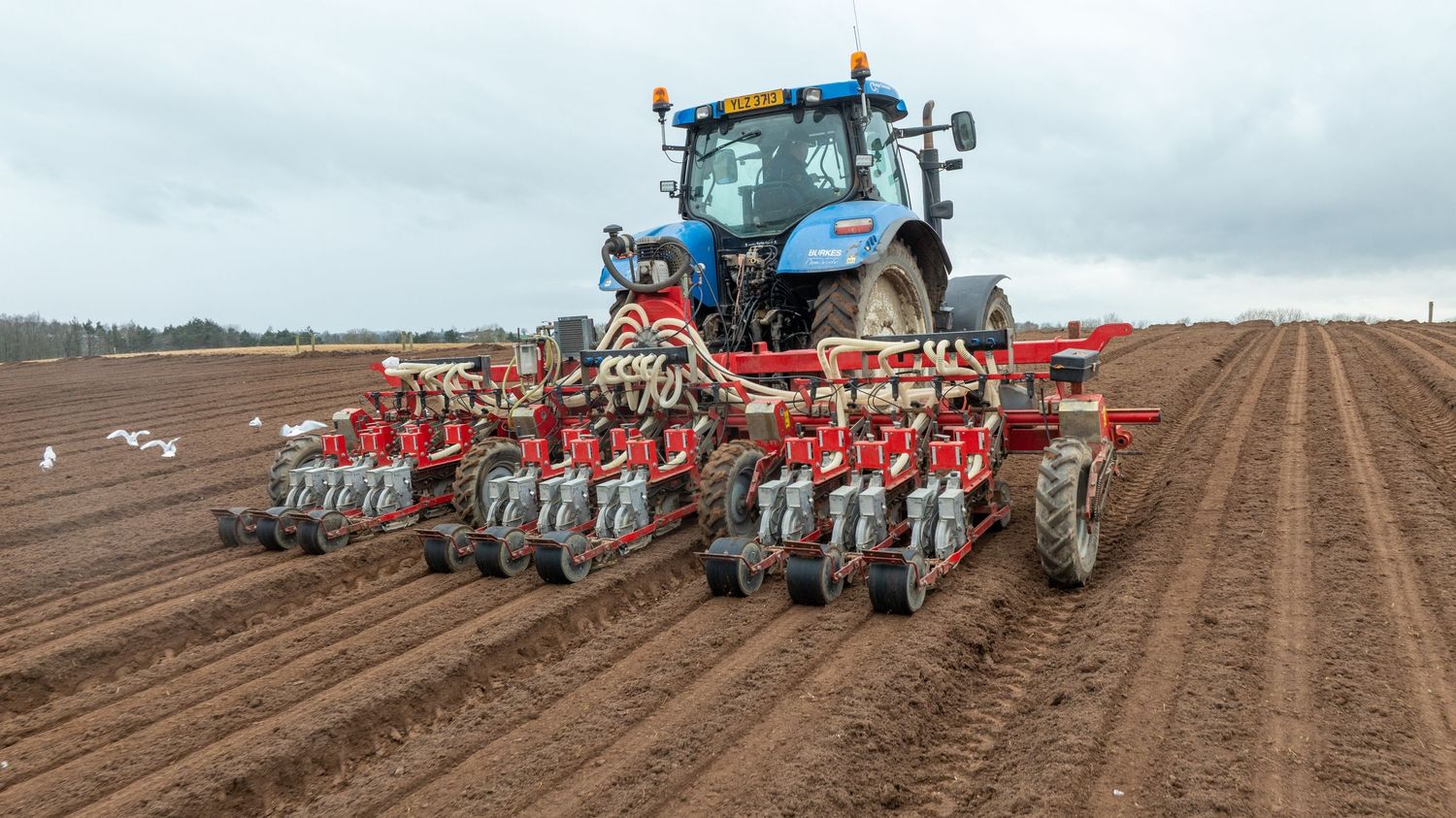 Large blue tractor pulling red agricultural planter machinery across plowed farmland field during spring planting season.