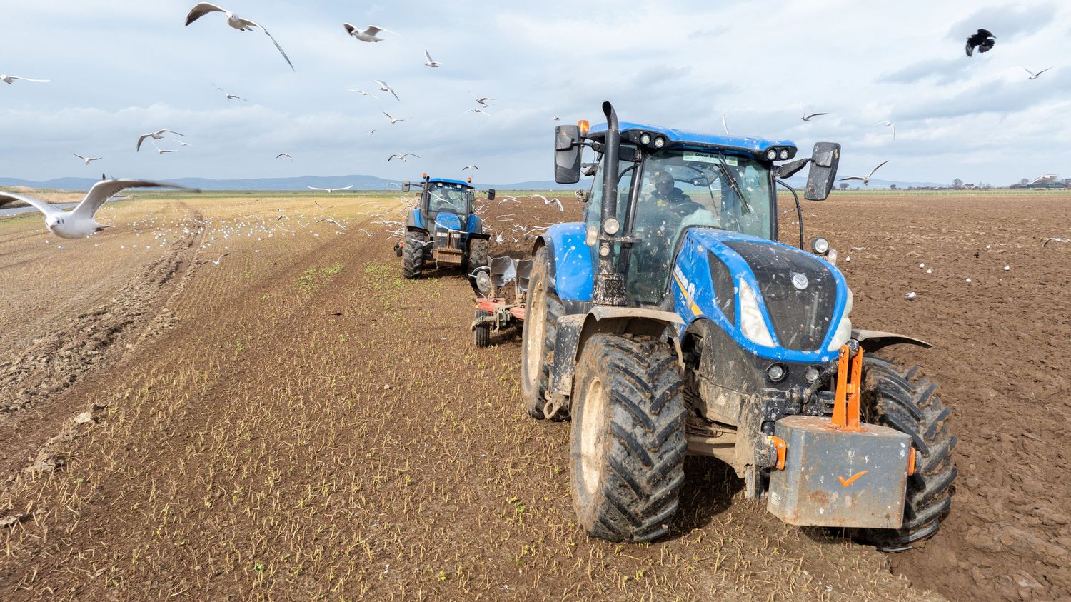 Blue tractors work in a field with seagulls flying overhead during soil preparation.