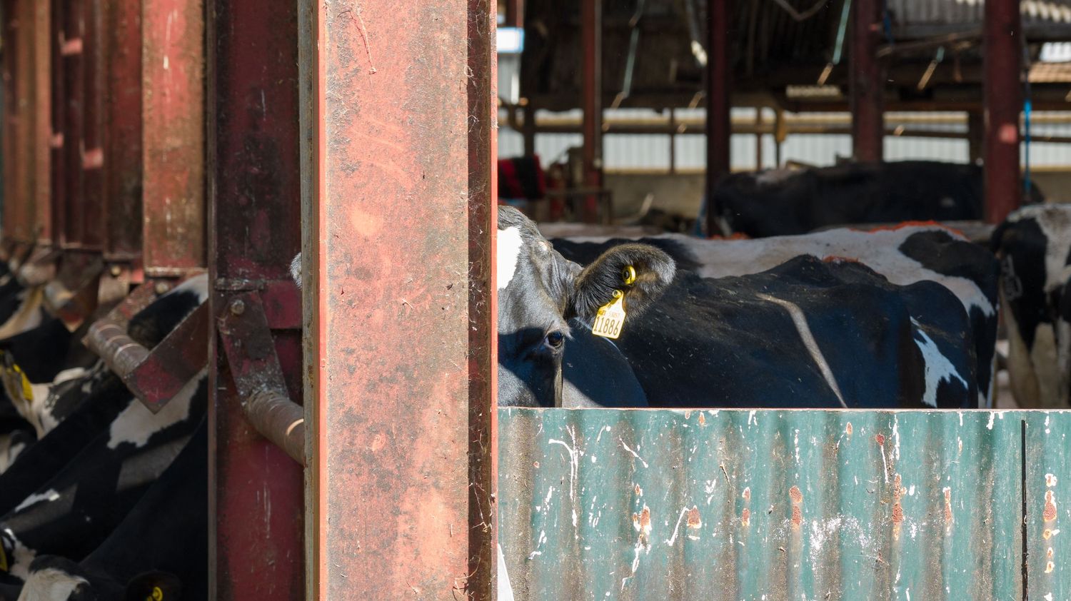 Black dairy cows peer through a metal gate with a weathered turquoise wall in the background.