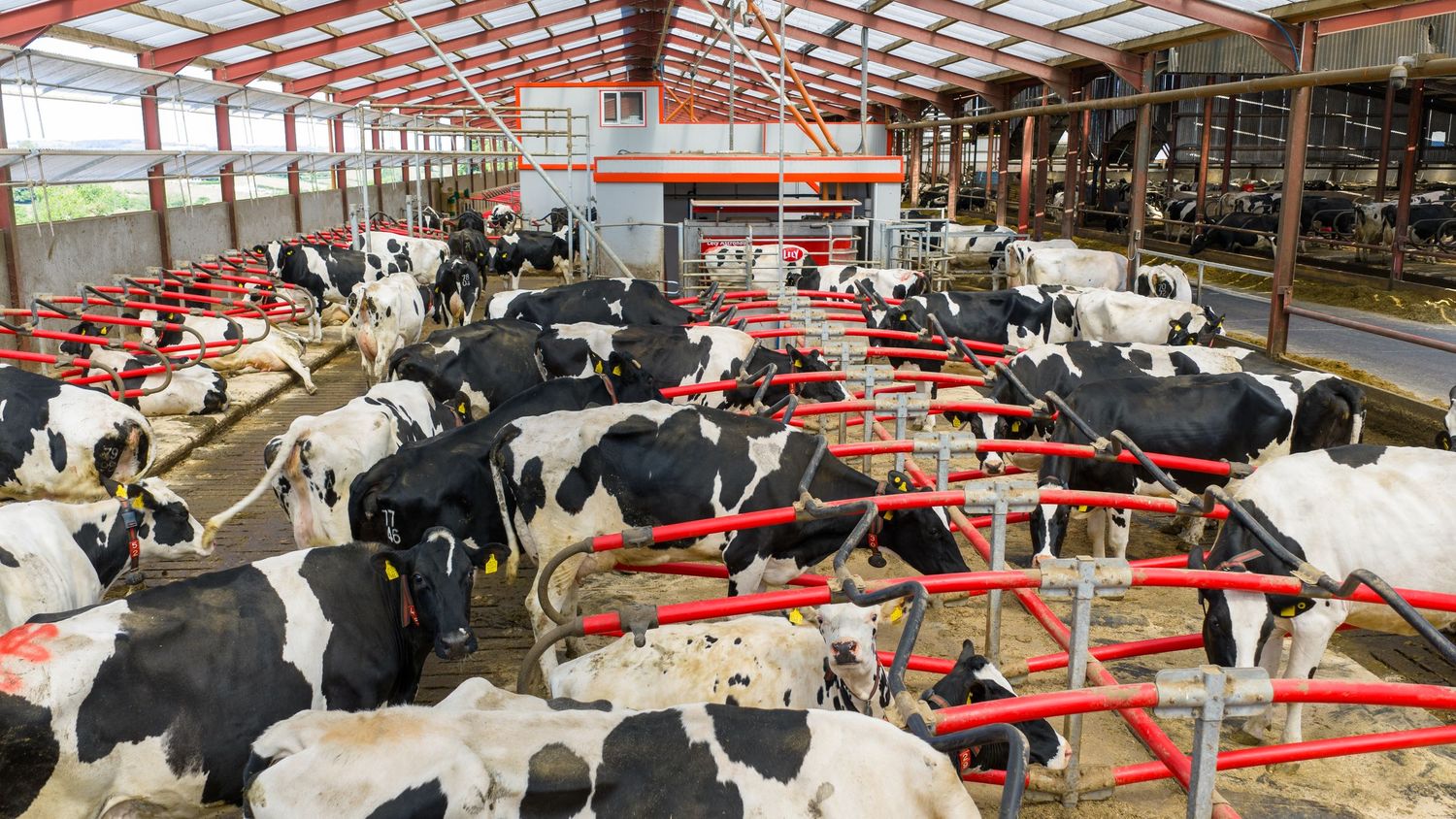 Dairy cows stand in modern barn facility with red metal gates and covered roof structure.