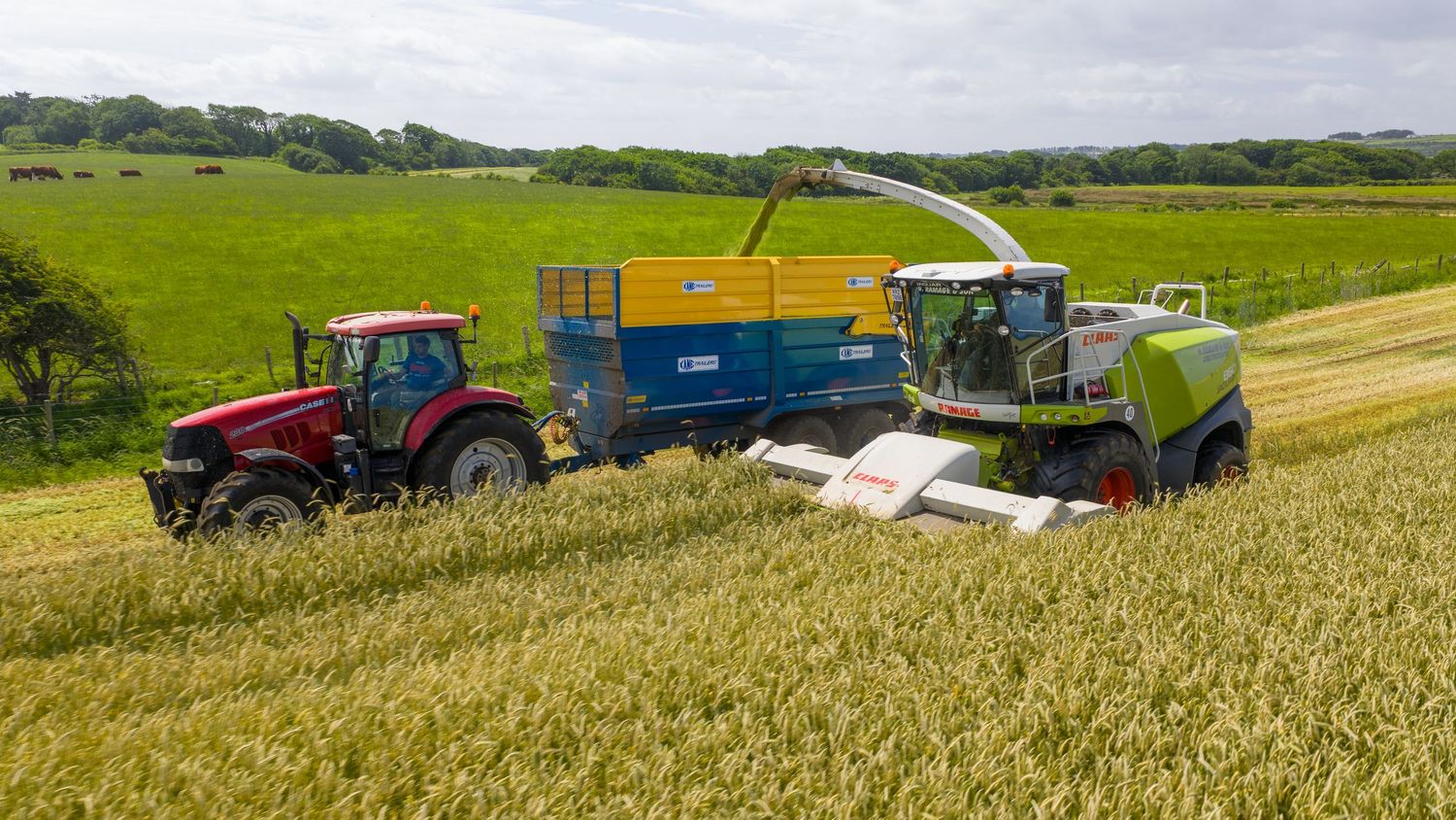 Red tractor pulling a blue grain cart alongside a green forage harvester working in a golden wheat field.