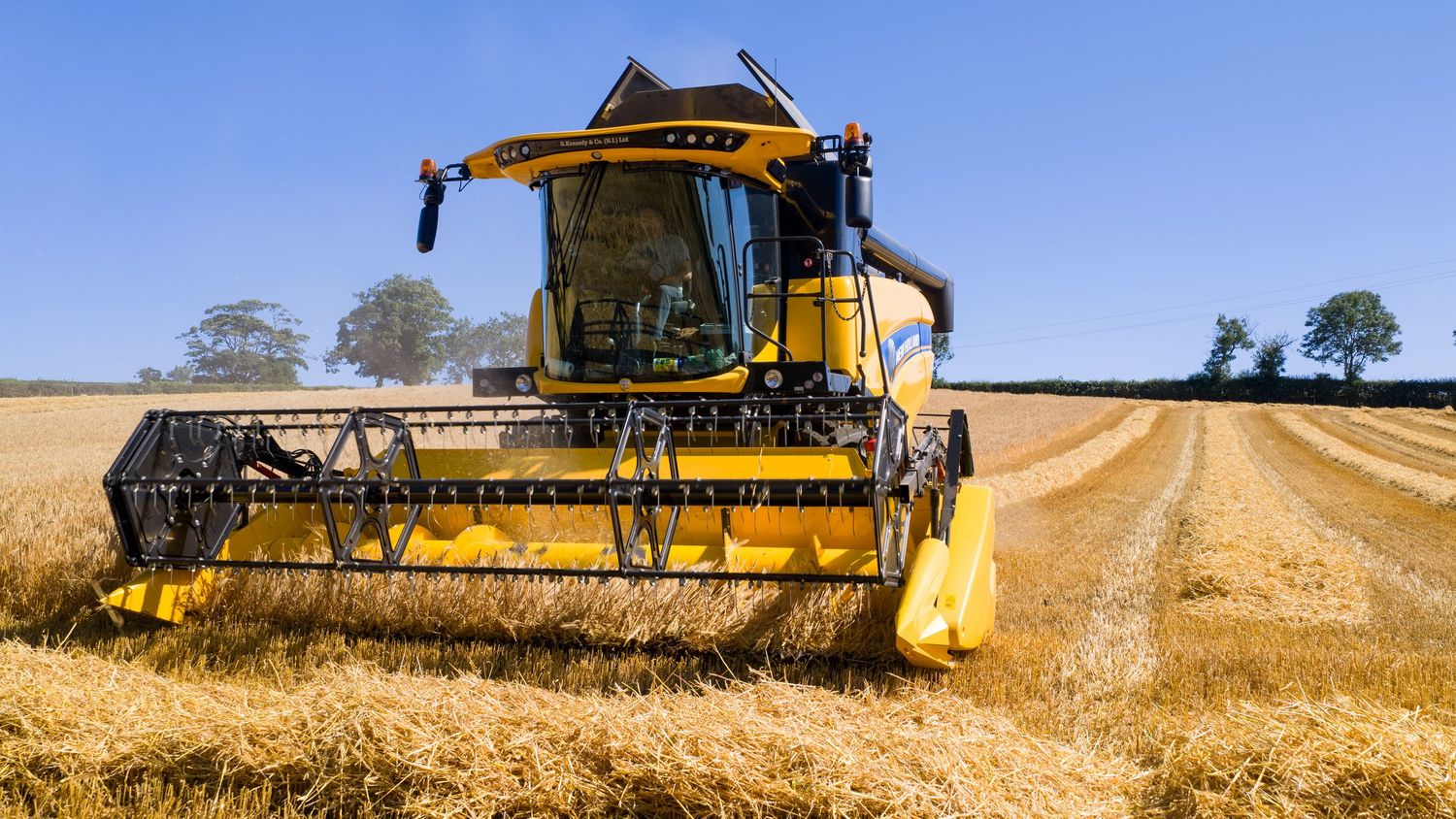 Yellow combine harvester working in golden wheat field during summer harvest season.