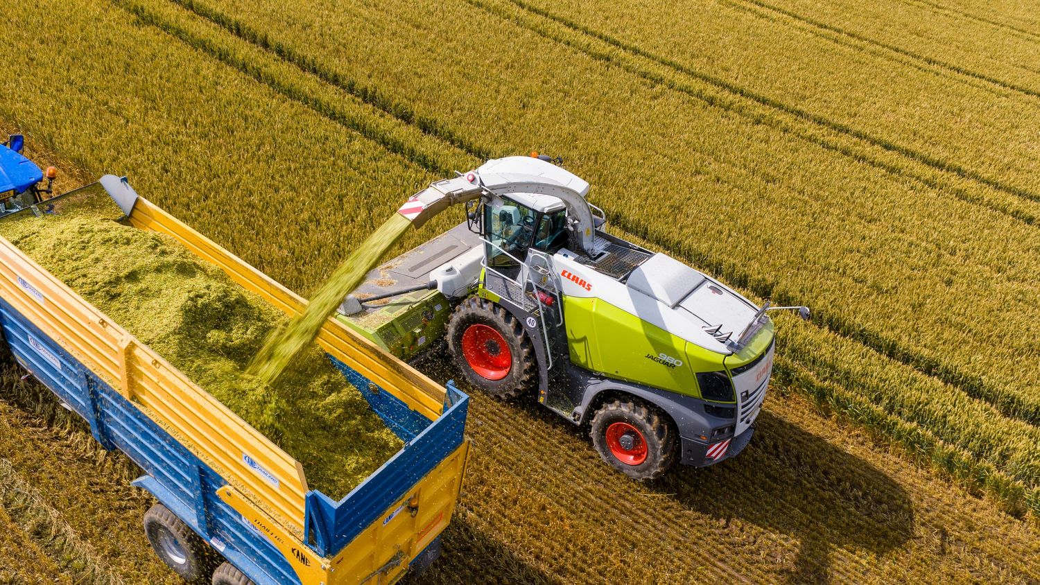 Aerial view of a combine harvester transferring grain into a blue trailer in a golden wheat field during harvest.