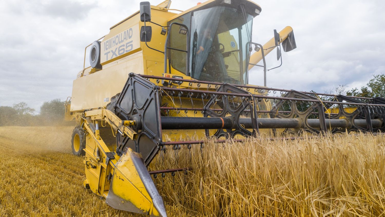 Large yellow combine harvester operating in golden wheat field during harvest season.
