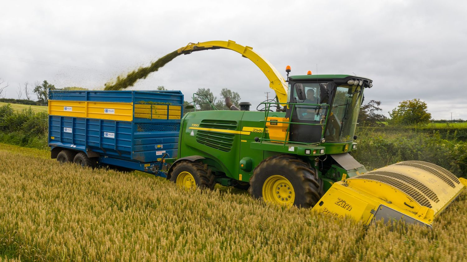 Multiple grain carts harvesting wheat in a field during agricultural operations.
