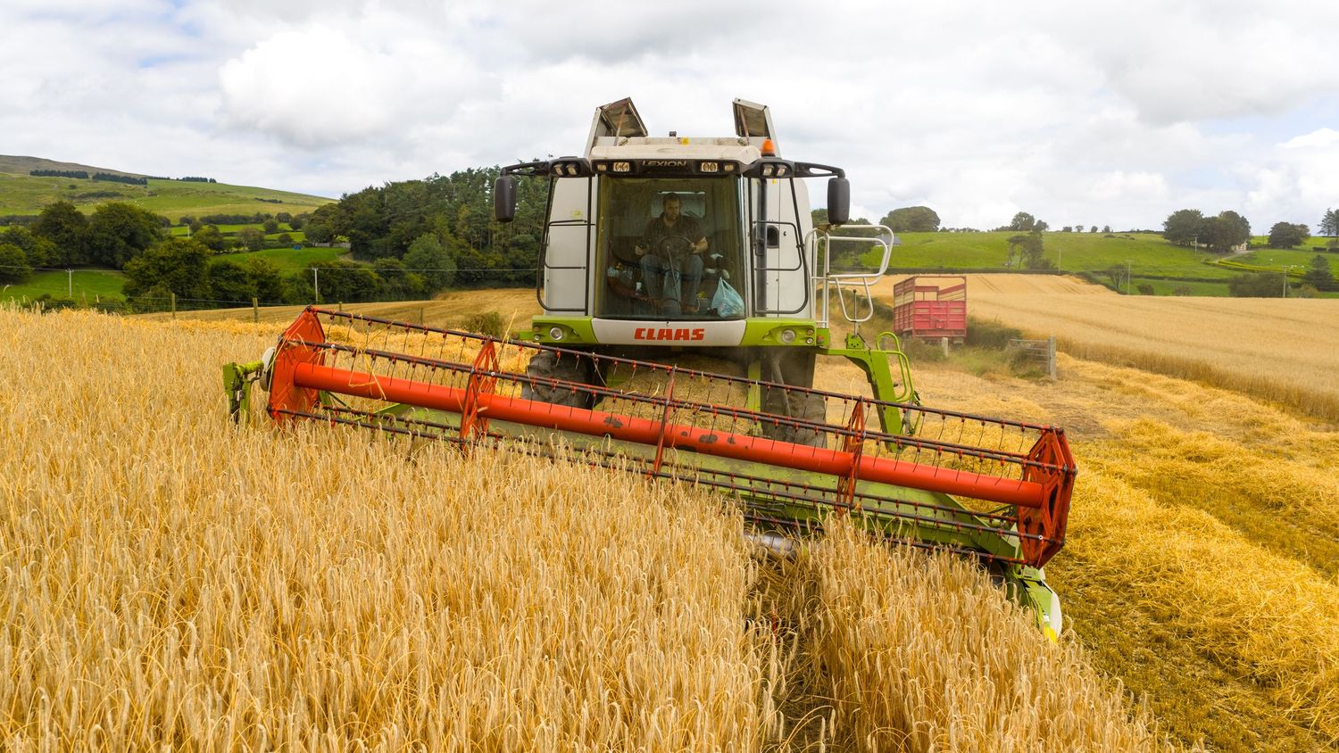 A combine harvester cutting through a golden wheat field on rolling farmland during harvest season.