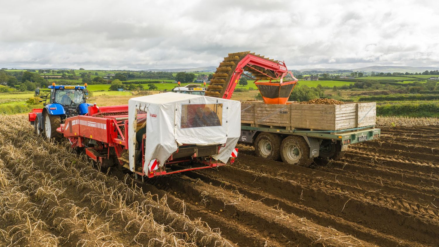 Aerial panoramic view of agricultural machinery harvesting potatoes with tractors and trailers in a dusty field.