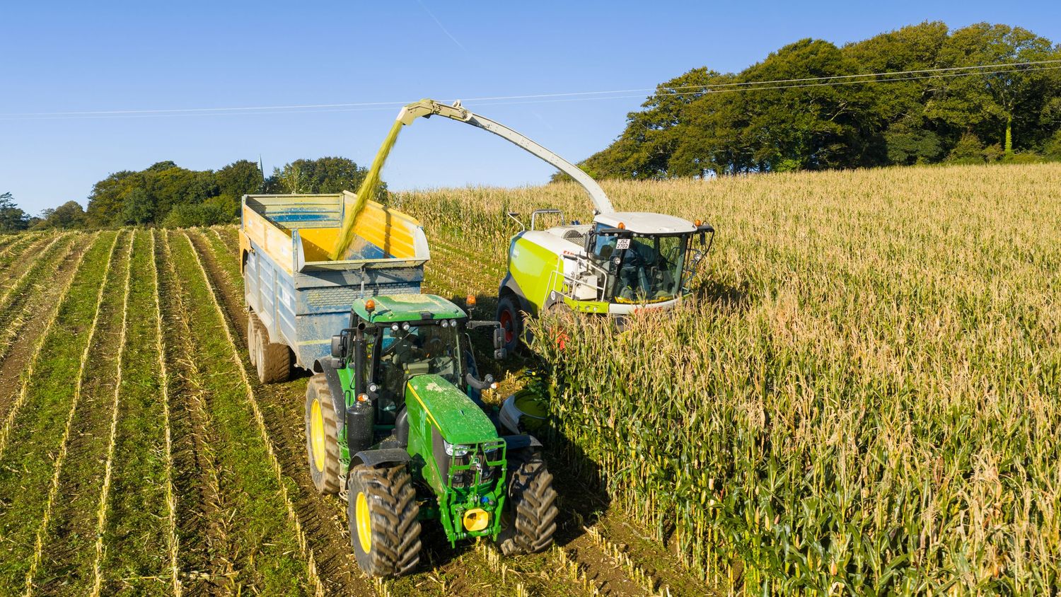 Agricultural harvester cutting corn crop and loading into tractor trailer in field during harvest.