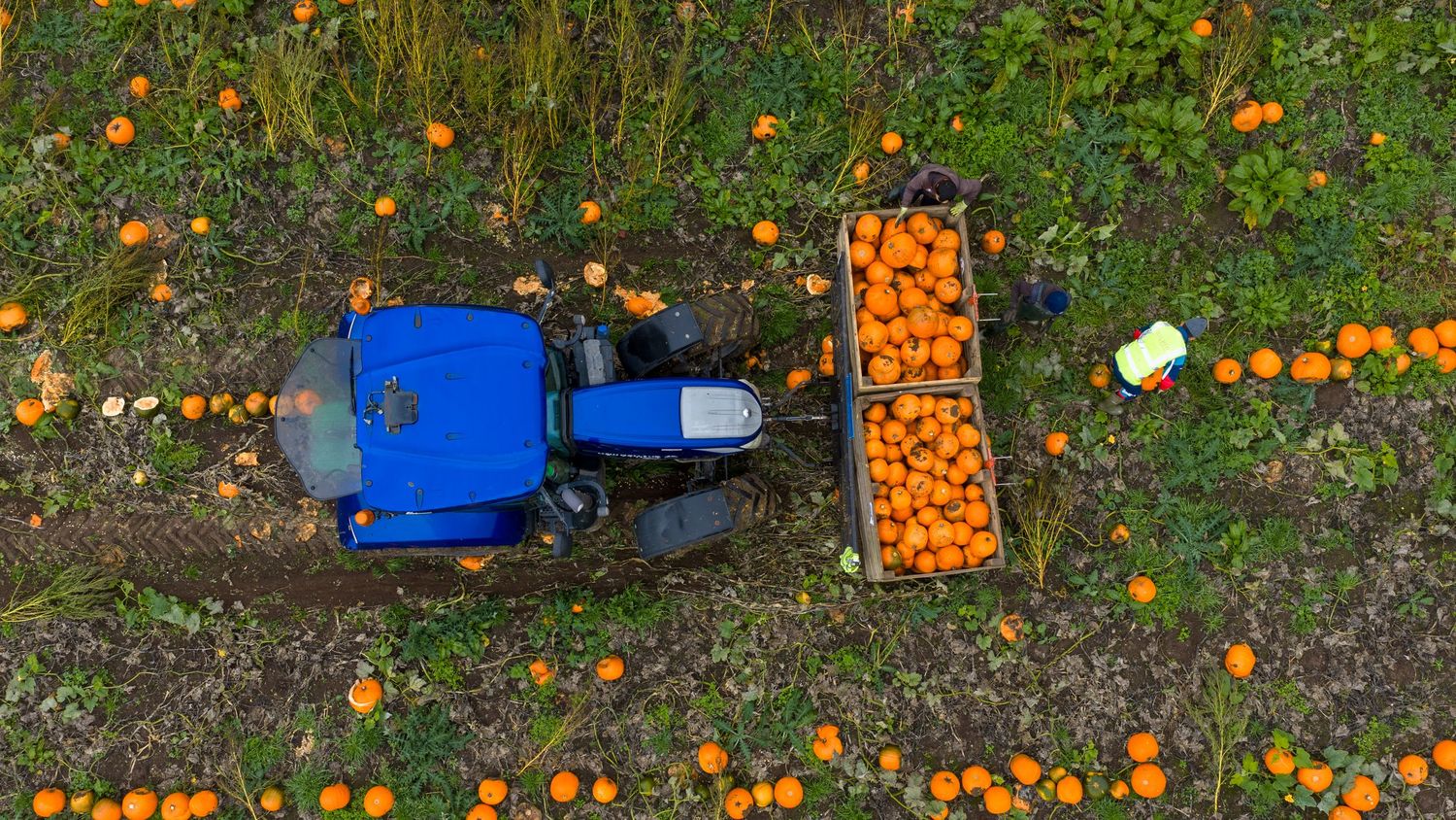 Orange pumpkins scattered on the ground with a blue tractor in the background during harvest season.