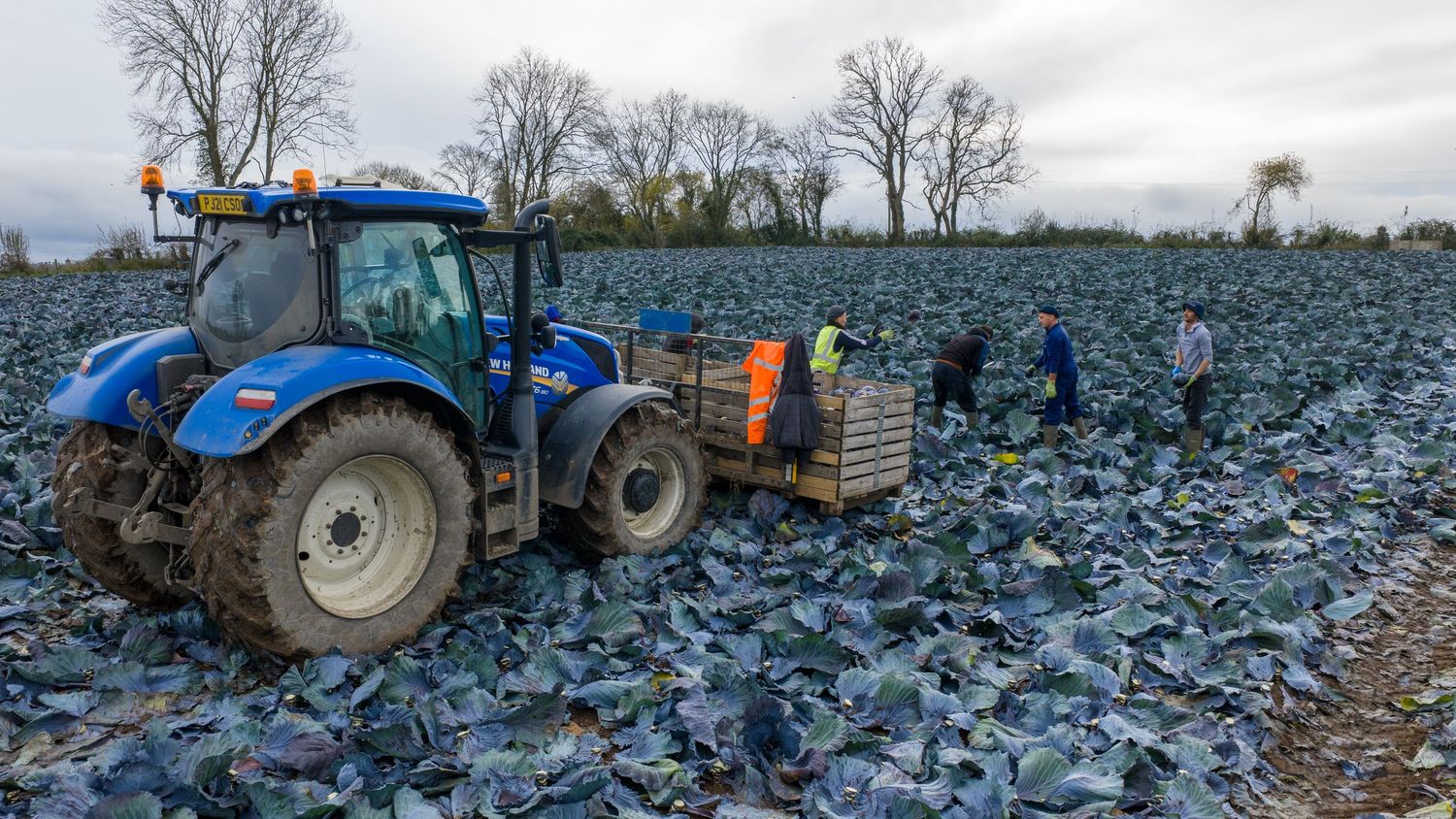 Tractor harvesting crops in a snowy winter field with bare trees visible in the background.