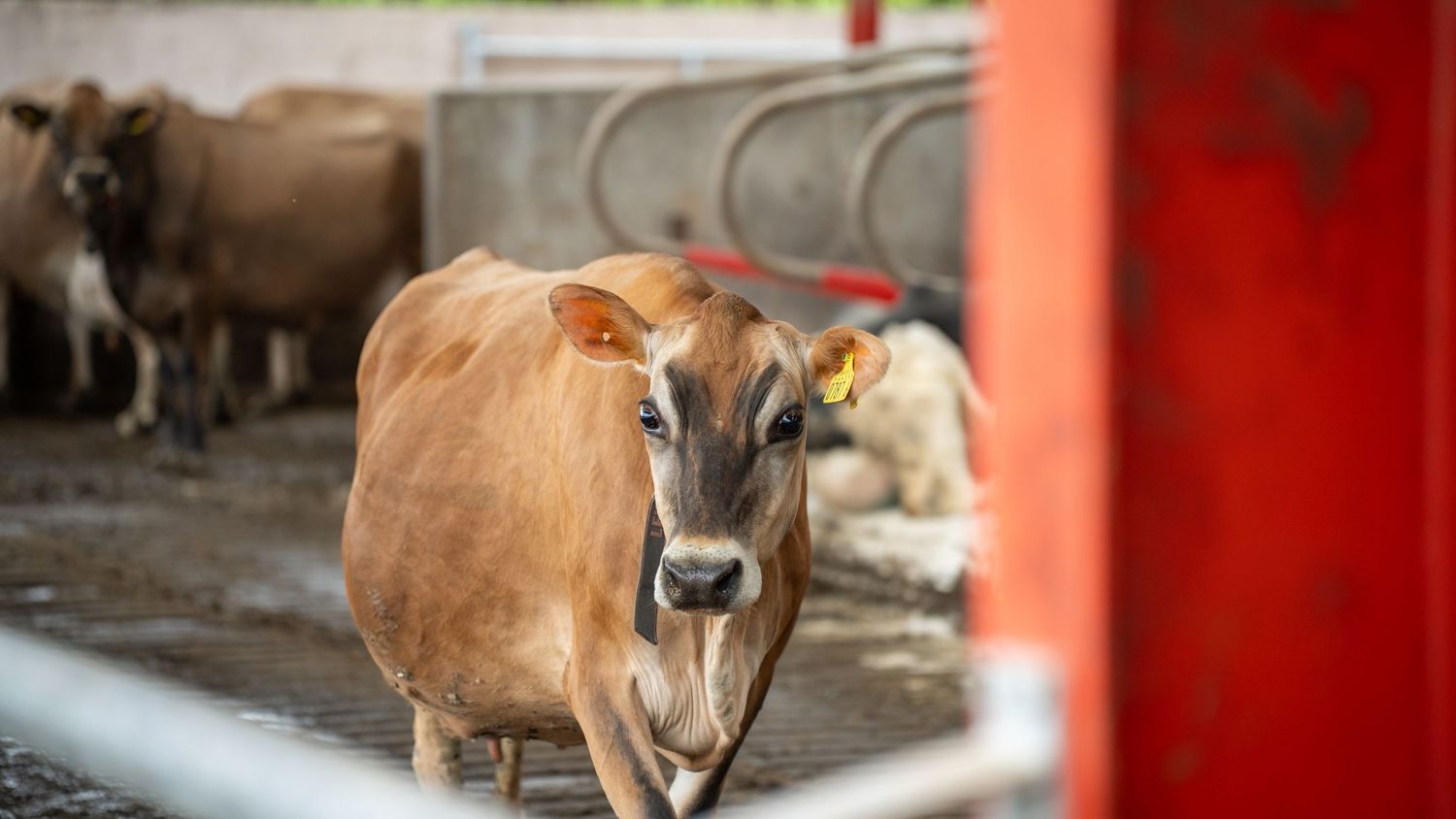 Brown cow standing in an industrial farm setting with metal gates and dim lighting in the background.