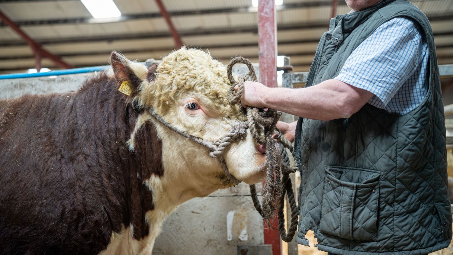 A brown and white calf nuzzles against a person's hand while being cared for in an indoor farm setting.