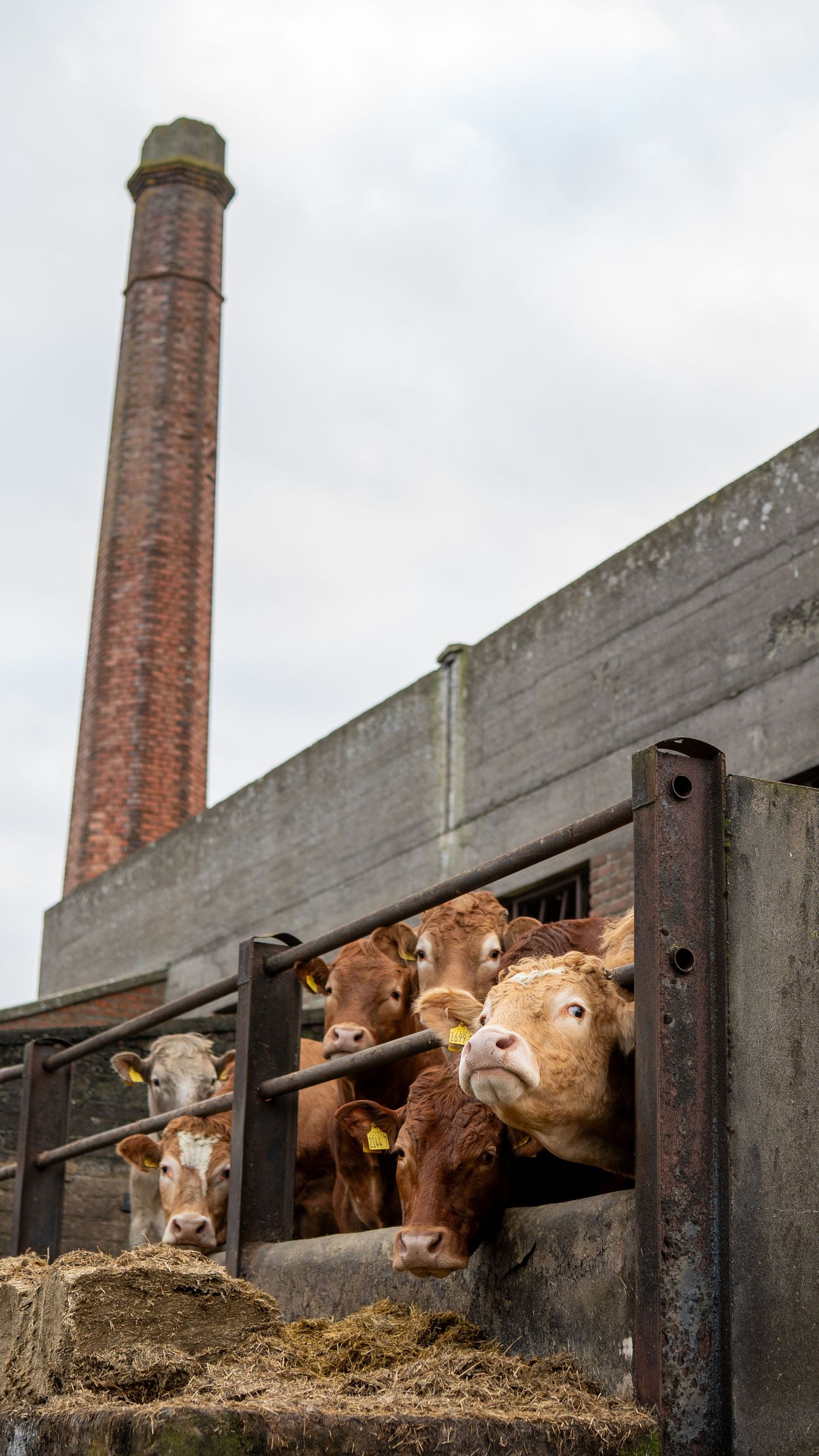 Curious brown cows peek through metal fence bars with tall brick chimney in background at industrial farm setting.