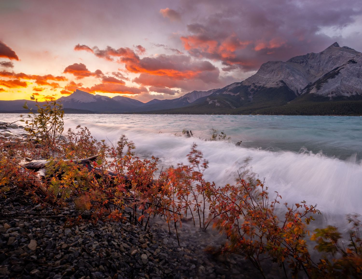 Fall colours on a windy morning at Abraham Lake, David Thompson country, Alberta, Canada