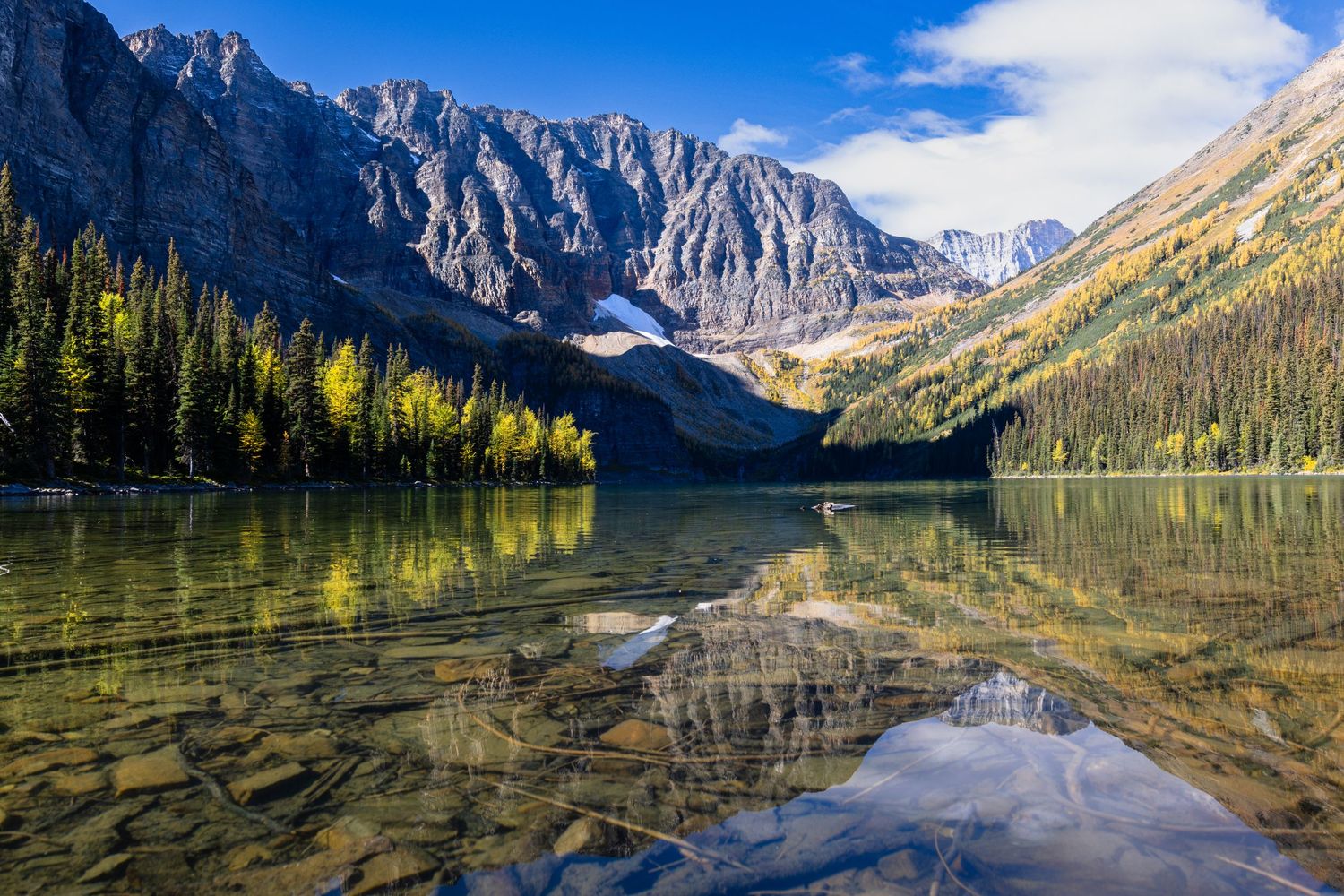 Taylor Lake, Larches in full golden color, in Banff National Park, Alberta, Canada