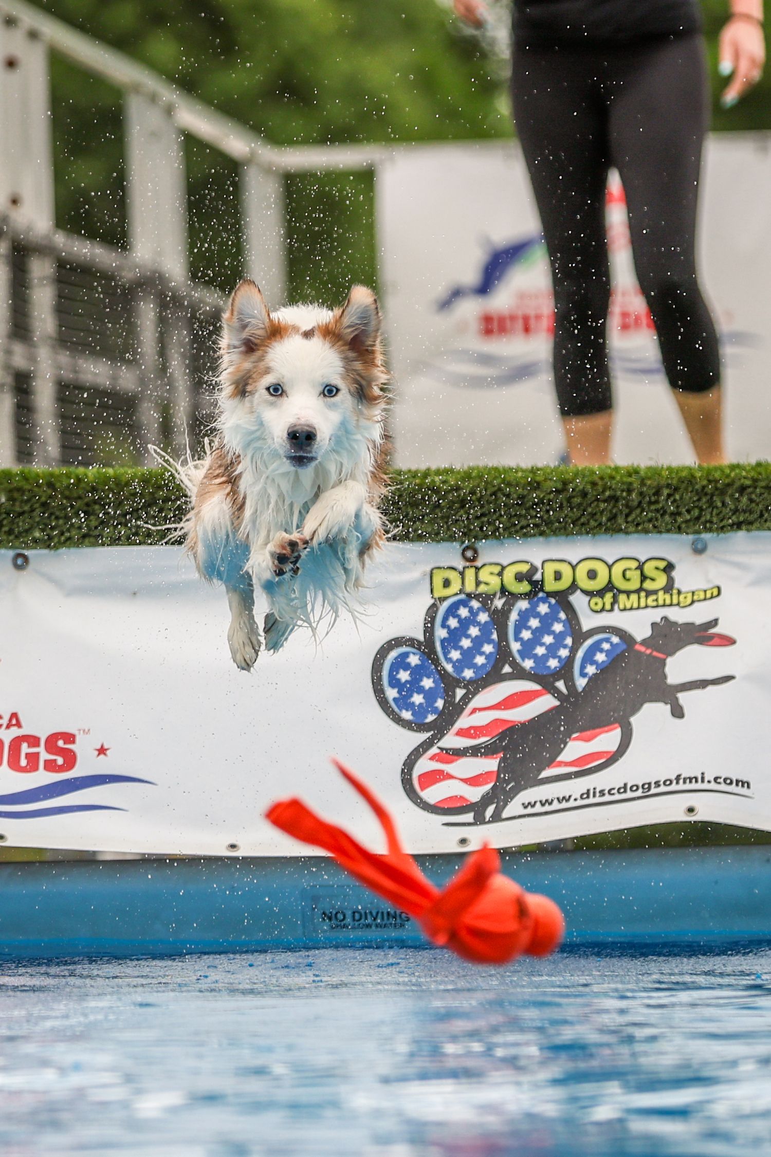 A wet dog leaps into a pool at a Disc Dogs of Michigan competition event.