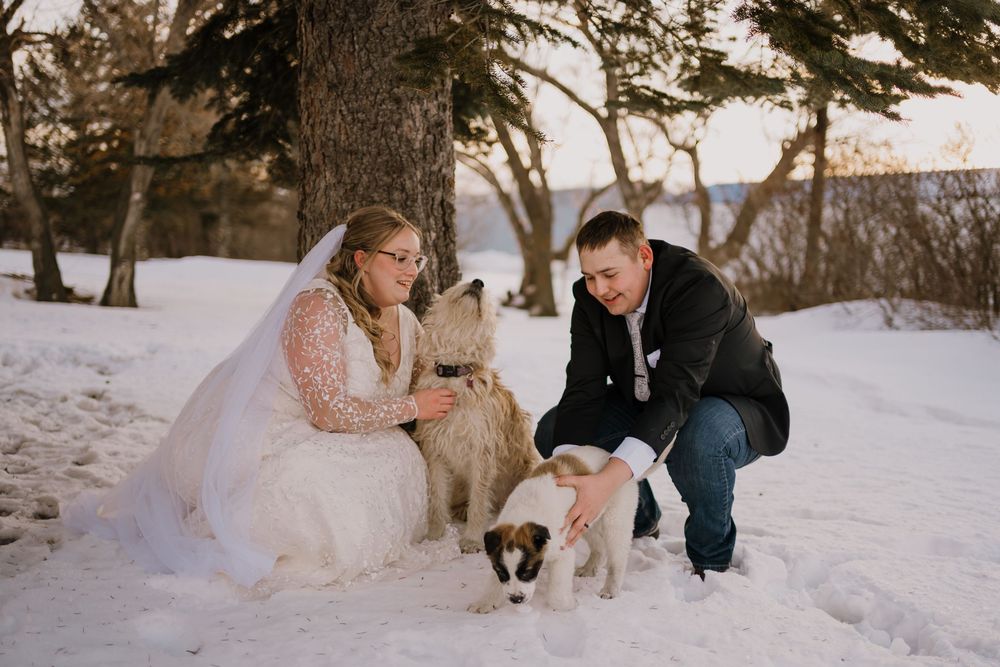 Bride and groom in snow petting two dogs near a tree in a winter wedding outdoor photo session.