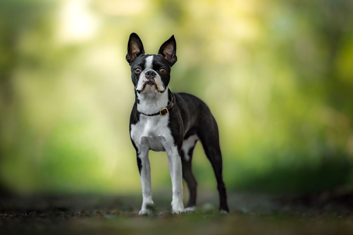dog photography